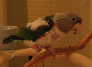 2009, Dec, Eb's Poor Bird Rescued At Last
